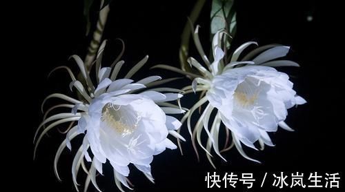 花盆|五种浇水方法，家里没人也不怕很好用的回家试试