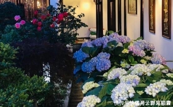 按需施肥太累人，不如就拿它当花土，养啥花都没问题!