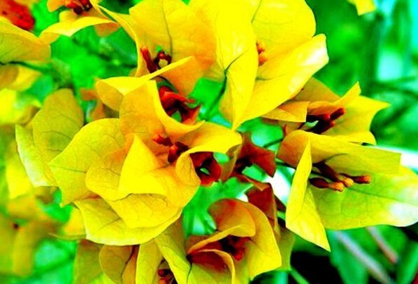 喜欢三角梅,不如养“珍稀名品”柠檬黄三角梅,开花爆盆艳丽多姿