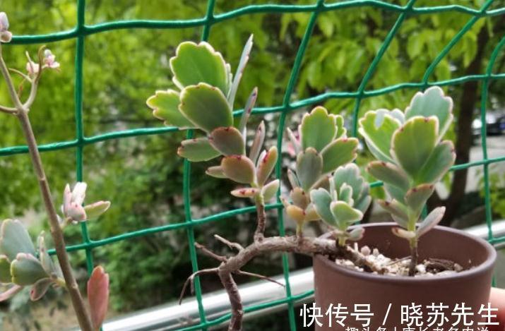 有些多肉几年没人管都不会死？据我所知有5-6个品种的确如此强横