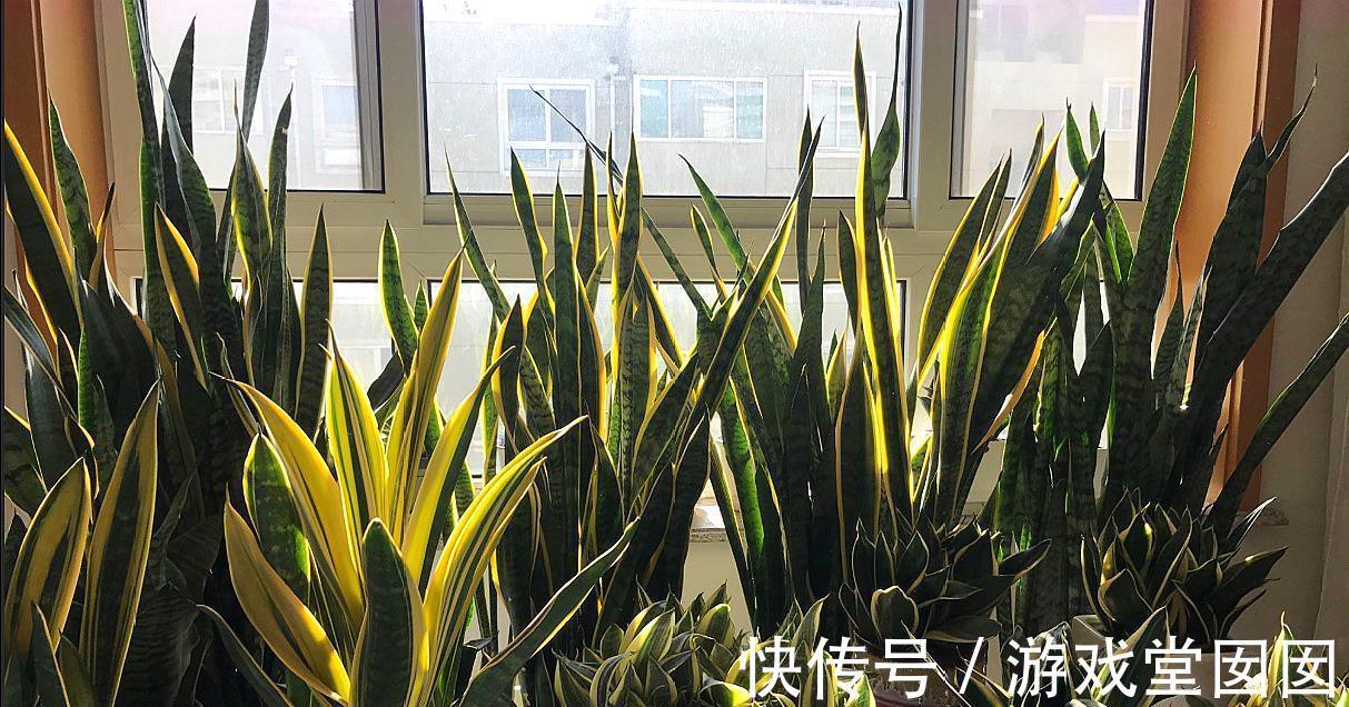 虎皮兰有“3喜2怕”，难怪不爱长新芽，现在纠正也不晚