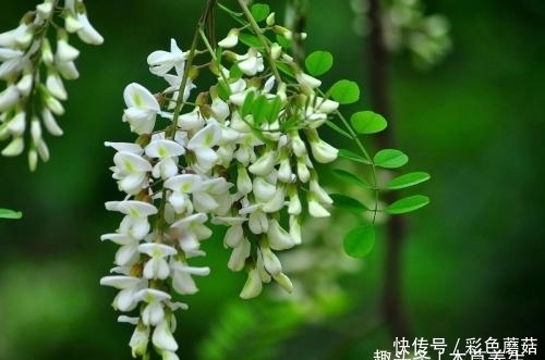 槐花和此物一起吃,具有降血压、降血脂、凉血护肝的作用