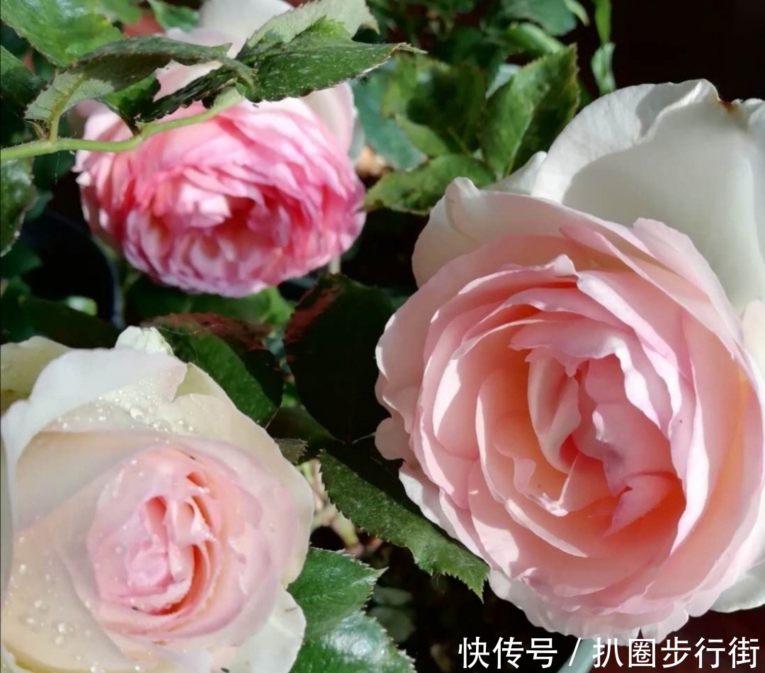 你的那些盆栽月季长得如何?