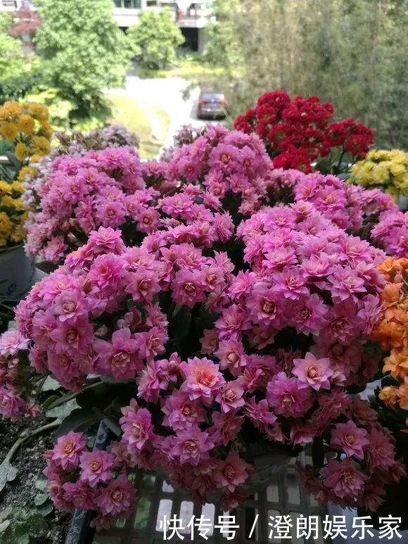 5种花快扦插,生根超快,1周长出大白根,新手也能插得活