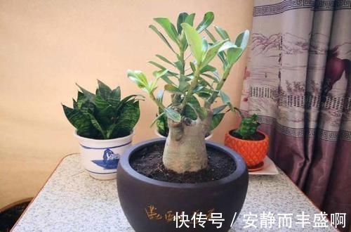 沙漠玫瑰|超好养活的花,美丽不输牡丹,花期300天,抗高温抗干旱!