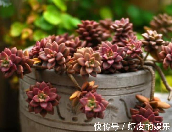 11月养多肉,2个动作“催一催”,安全过冬,颜色靓丽爱爆崽