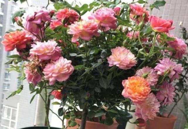 此花造型优美,一棵可开多种颜色的花朵,开花时邻居都羡慕