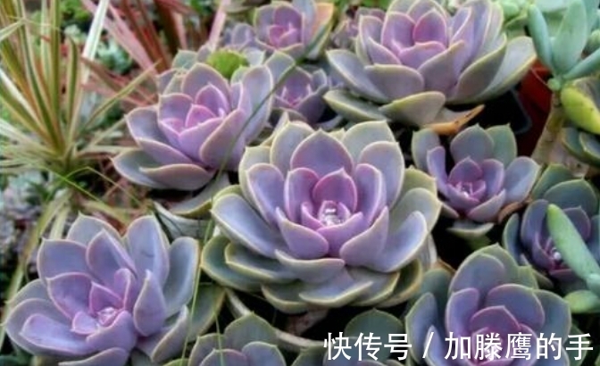 单头肉肉很难看,学会4个方法,变成多头群生,出来状态超美