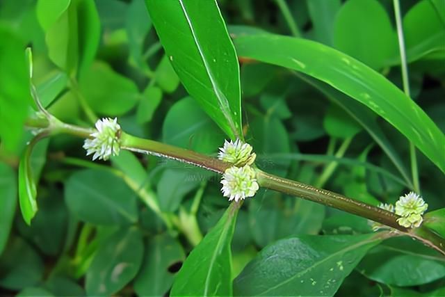 古代|古人没有化工染发,他们如何进行染发操作?纯天然无污染染发法