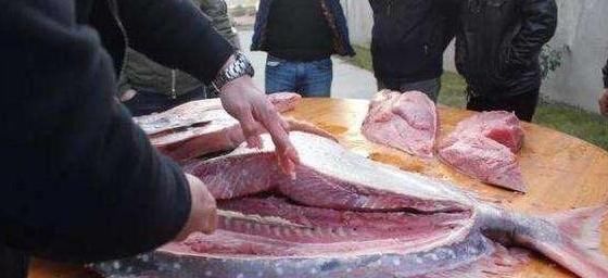 在日本这鱼被做成美食,在欧洲,捕捞到这种鱼却要放生,象征好运