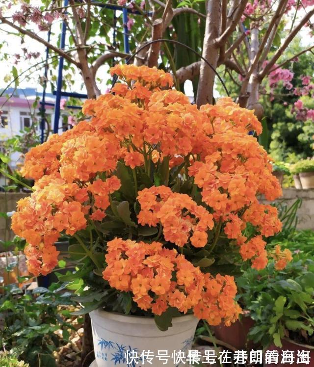 天冷|天冷了,15种漂亮花喜欢“大太阳”,多晒长得壮,花更多