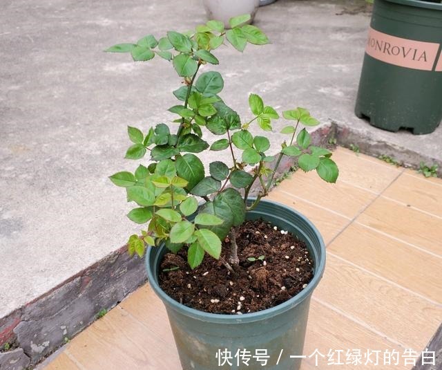 刚入手的月季,有1点不要做,新手经常犯的错误,月季容易死掉!
