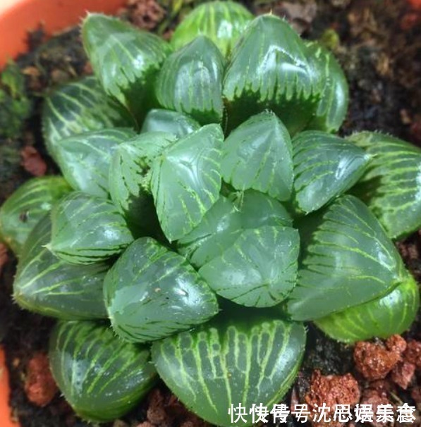 盆栽|夏日炎炎,玉露就得“这么养”,能让叶子肉嘟嘟,更有养花体验
