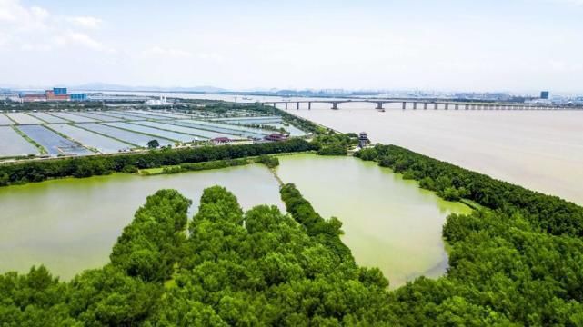 湿地在入海口是一种怎样的体验？一年四季都是美景，像是绿野仙踪