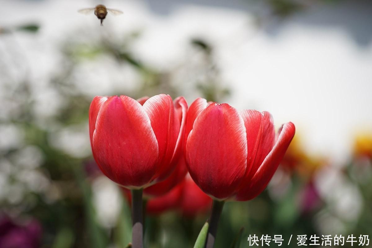 水培植物|别信卧室养绿植除甲醛，还有这些花一定不要养，否则只有后悔