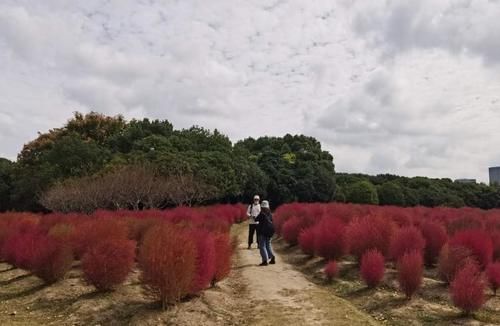 芦苇|梧桐叶黄芦苇白，大片红叶地肤也换上了新装，申城最美秋景渐行渐近