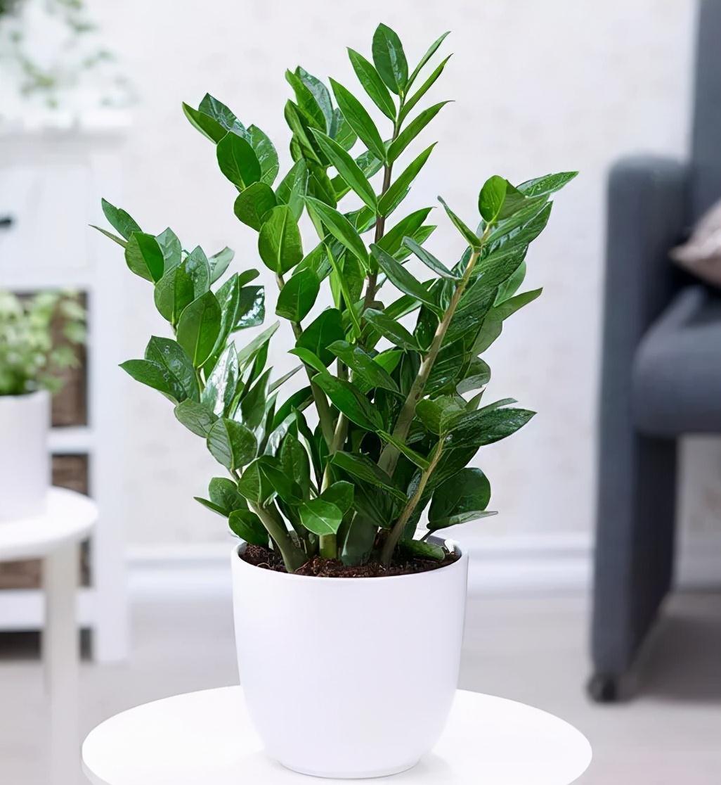 17大吉祥花，客厅有空间一定要养上一盆，好看又好养，养人又旺家