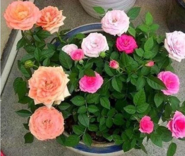 5种生活中的“垃圾”,是很好的“养花神器”,养啥花都旺!