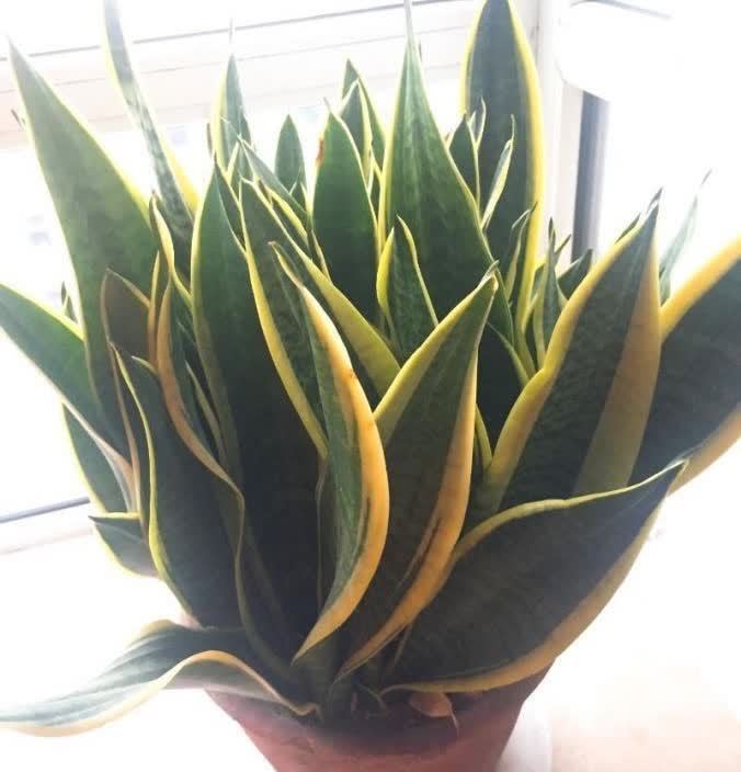 好养活的3种盆栽,一棵养出十棵,不停爆小崽,皮实又好看