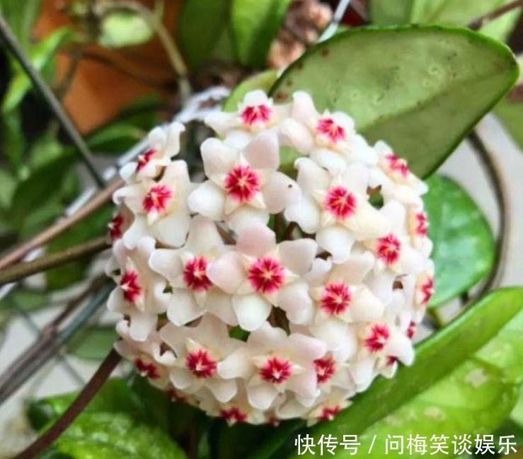 4种花堪称开花机器,好养又漂亮,给水就“疯长”,开花一簇簇