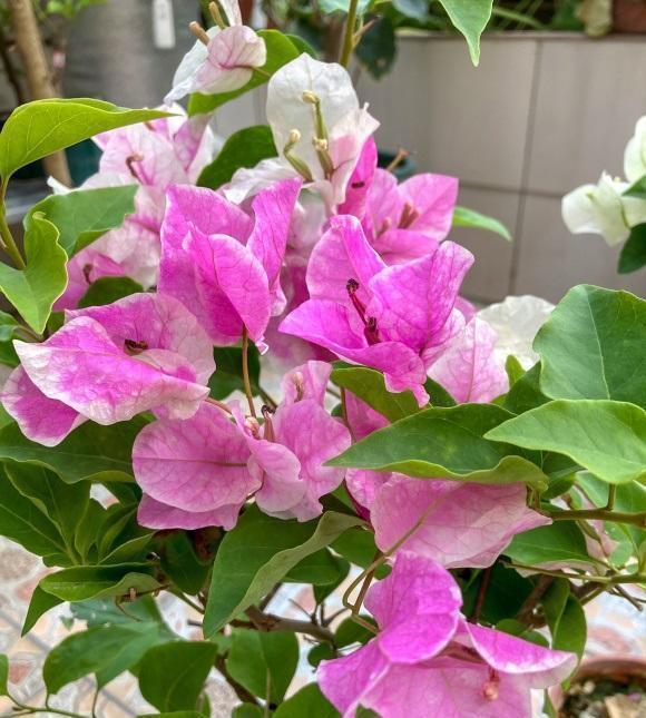 春天的三角梅,“这些操作”赶紧做,夏季枝叶更茂密,开花更多