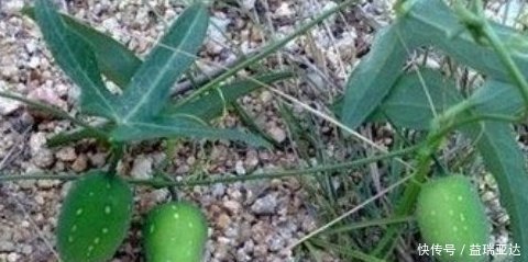 野黄瓜|一种生长在山里的野生果实,没有多少人吃过,种子是棕褐色的,很甜