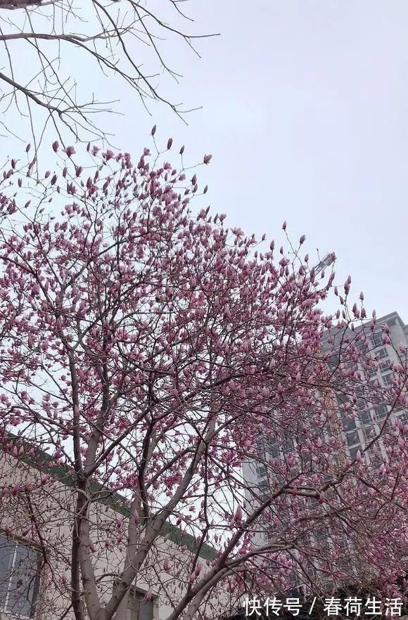 种树|院子里别乱种树,海棠“富贵满堂”,桂花“出贵子”,旺运添福