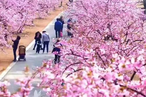 长沙“赏樱胜地”，坐拥1万株樱花，距市区35公里堪比武汉樱花园