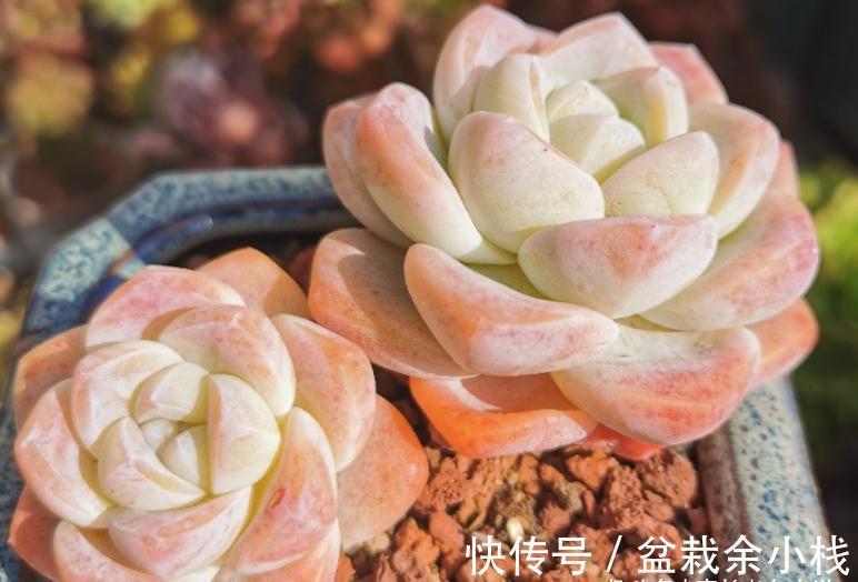 多肉冰玉见多了，但老桩不常见，用两种方法可养出粗腿的冰玉老桩