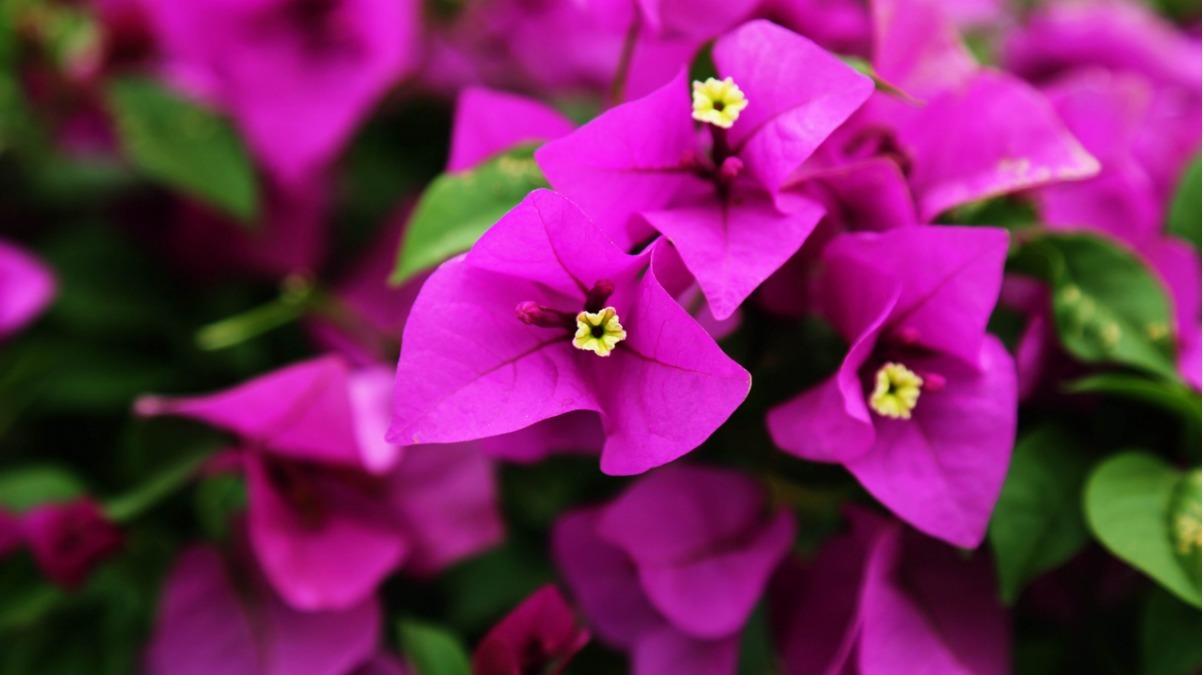 三角梅换土换盆时修根很重要,注意三点,植株更健康,爆盆很简单