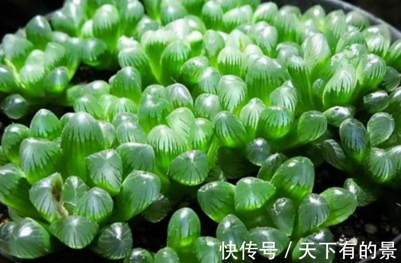 植株|秋天养多肉，5个要点要谨记，不然肉肉黄叶黑腐剩个空盆