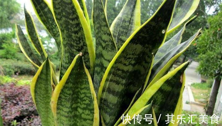 2种花初冬扦插最合适，剪个枝插盆里，来年轻松长满一大盆