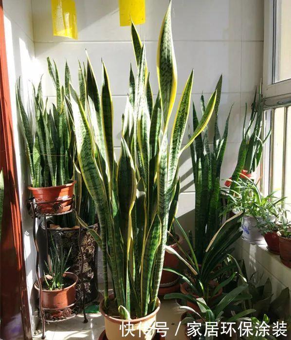 春天养虎皮兰,谨记3个小窍门,叶子宽又亮,小芽一个接一个
