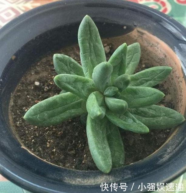 多肉盆栽叶片有''这信号''，记得趁早换盆土，不然来不及抢救
