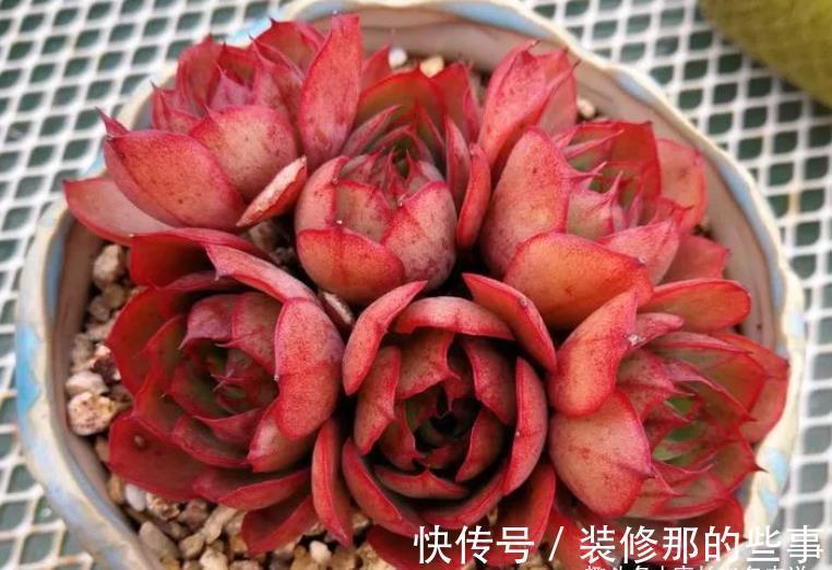 奥普琳娜|非开挂区的多肉如何安全度夏?我按照自己的养护经验来告诉你答案