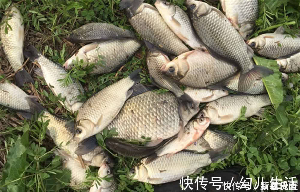 效果|野钓老是不上鱼？别着急，增加一个铅坠试一试，很快有效果！