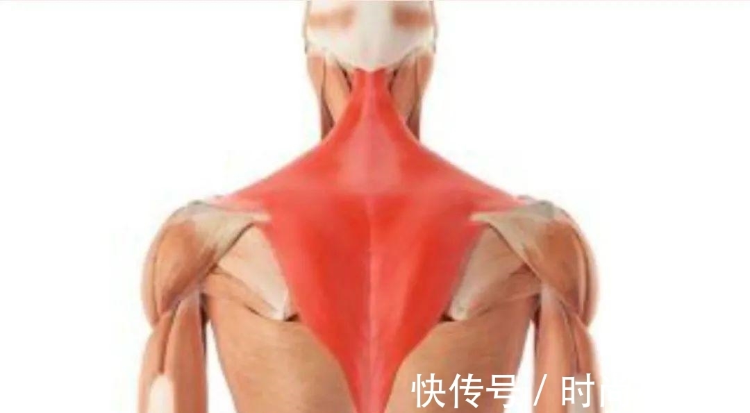 谣言|关于斜方肌的谣言，适可而止吧！