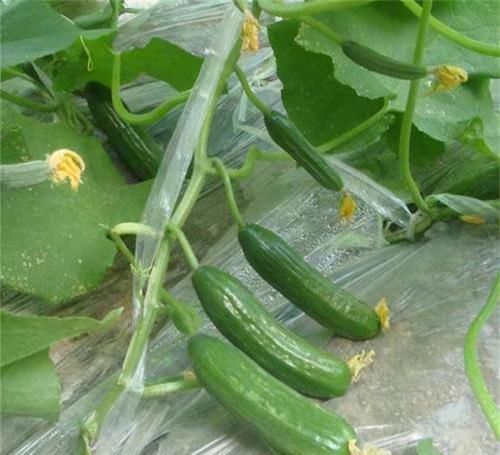 女性不想显老，多吃3种食物，排毒清肠，补水护肤，营养又瘦身！