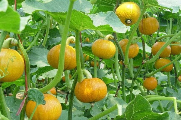 纯天然的“叶酸”找到了，孕妇隔三差五吃一点，胎儿发育更好！