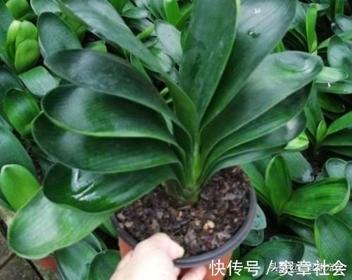 油烟机|最厉害的养花营养液给君子兰喂一勺,四季油绿,秋凉早开花