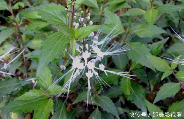 它是农村的金贵植物却常被铲除,被称为民间“肾茶”