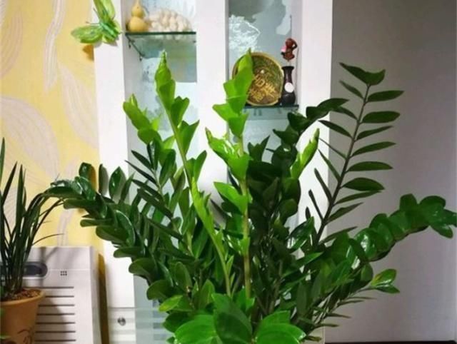客厅养花,就养这“2种”,好养易活又耐看,比富贵竹、发财树强
