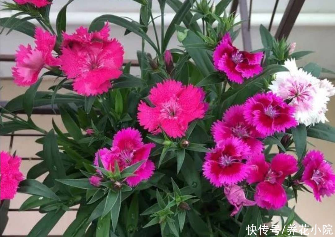 天竺葵|5种花，好养花期又长，能从春天开到深秋