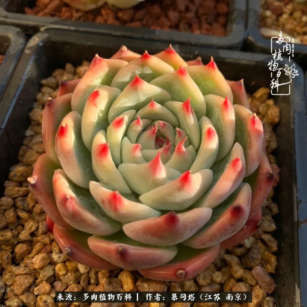 当多肉小白磕上吉娃娃!把自己都要美哭了!