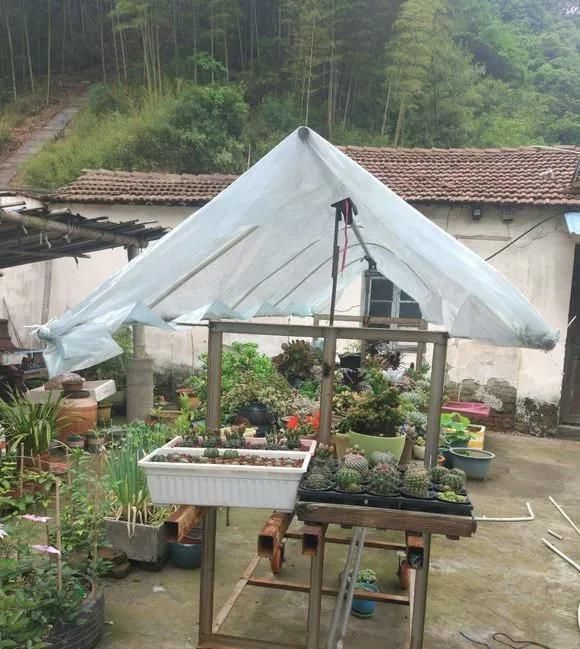 农村“穷养”多肉,一养一个大老桩,群生养爆盆