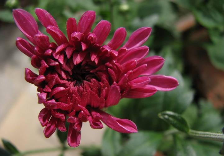 花朵|从8月12日开始,家养此款花卉,芳香满阳台,花期一到开不停歇