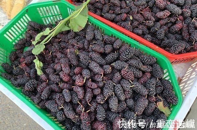 水果店|你还在买桑葚吃吗知道的人还不多，看后抓紧转告身边人