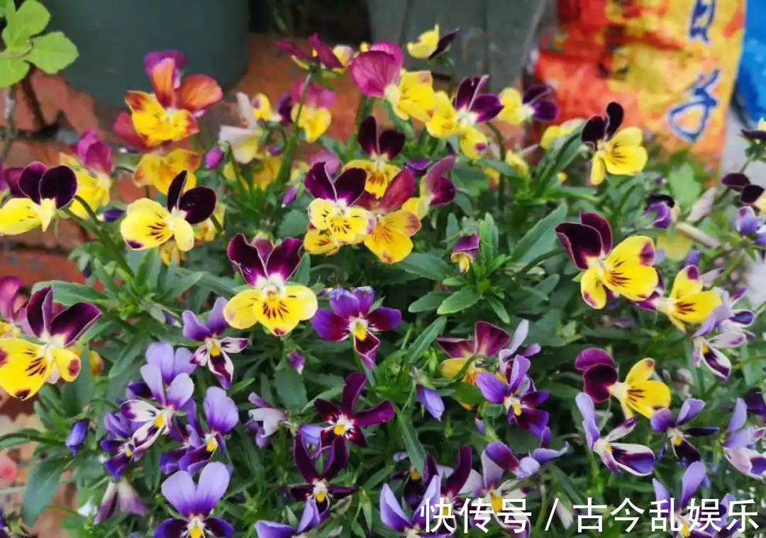 天竺葵|适合秋天养的12种花，耐阴又耐寒，秋冬长得更精神