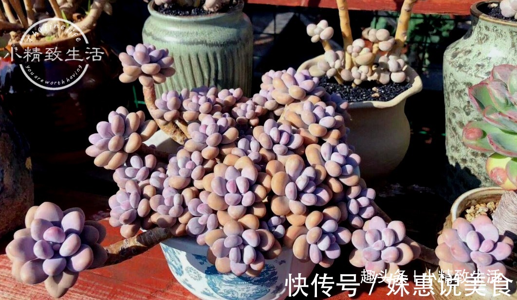 阳台党|多肉阳台党度夏总结,收拾空盆,亡羊补牢,明年再战