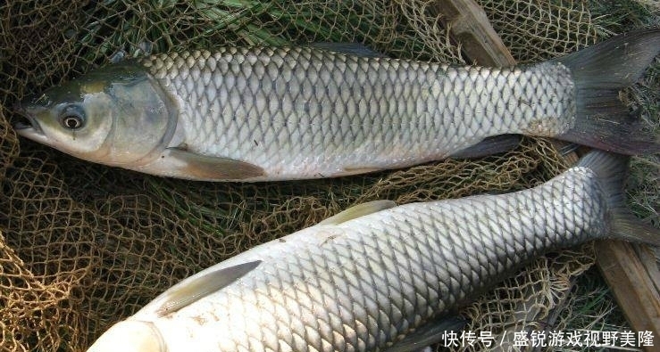 野钓|野钓突然停口的原因